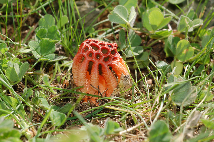 Clathrus ruber? (Colus hirudinosus)